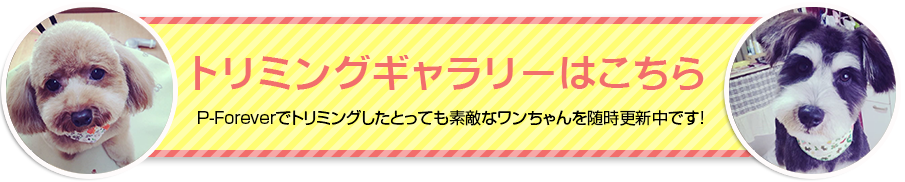 新琴似のP-Foreverトリミングギャラリー